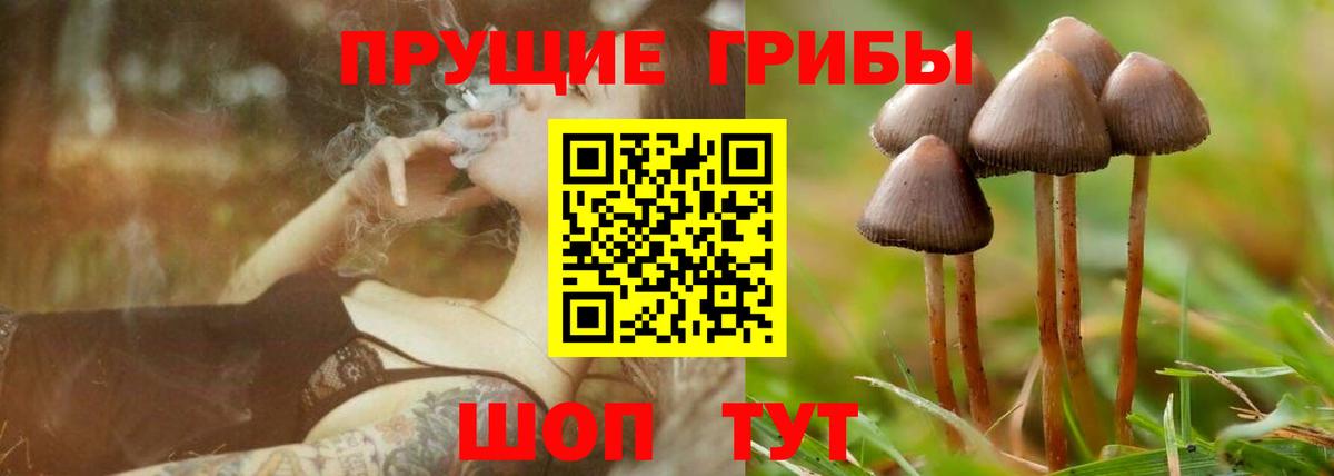 Псилоцибиновые грибы Cubensis  Псилоцибиновые грибы Cubensis  Ейск  Вход с VPN 